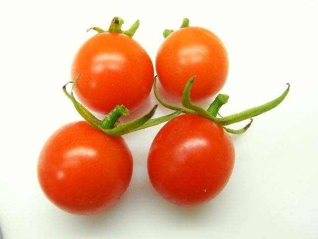 R0028990_ミニトマト収穫_20101128