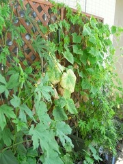 R0027024_キュウリとゴーヤ_20100828
