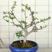 R0015796_ボケ_20090322