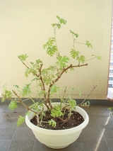 ����������˥��� �ڤ��ᤷ��