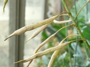 R0018805_�ꥭ��٥ĥץ���������Τ���_20090704