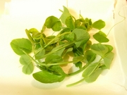 R0012843_エンドウの豆苗