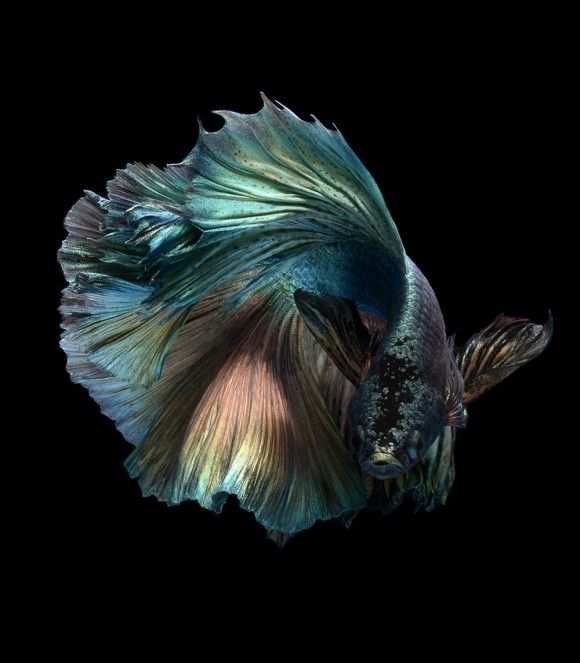 グレートライフ 金魚やベタはここまで美しい 驚嘆する淡水魚たちの魅惑の美しさ グレートライフ 金魚やベタはここまで美しい 驚嘆する淡水魚たちの魅惑の美しさ