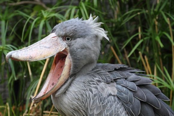 グレートライフ 厳つい顔と巨大なクチバシを持つ謎の怪鳥 ハシビロコウとは グレートライフ 厳つい顔と巨大なクチバシを持つ謎の怪鳥 ハシビロコウとは