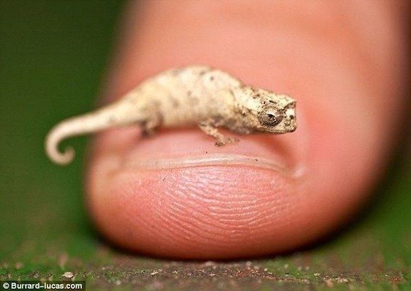 グレートライフ 何コレ ちっちゃい 世界最小のカメレオン グレートライフ 何コレ ちっちゃい 世界最小のカメレオン