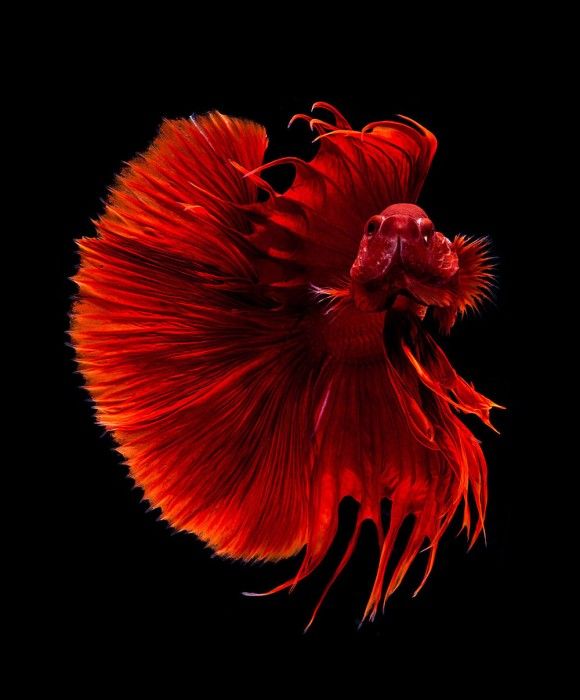 グレートライフ 金魚やベタはここまで美しい 驚嘆する淡水魚たちの魅惑の美しさ