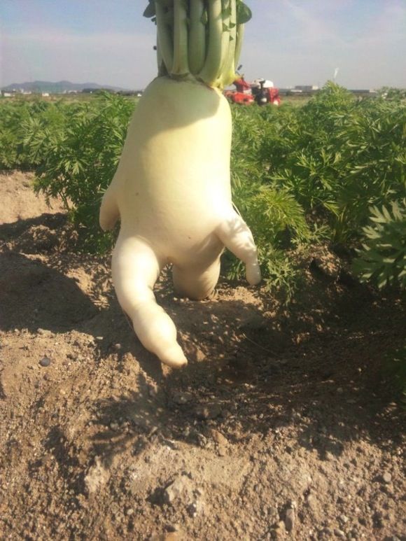 グレートライフ あらよっと 足の生えた大根が畑から逃げ出す その健脚がス ゴ い