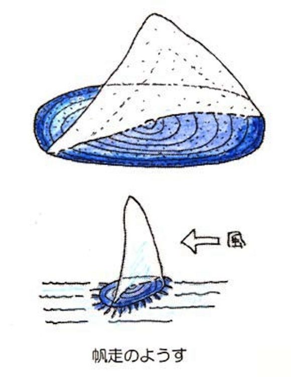 0406kamu
