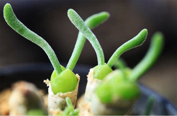 グレートライフ 緑のウサギがニョキニョキ さらにウサ耳がぐんぐん伸びてく多肉植物 モニラリア オブコニカ