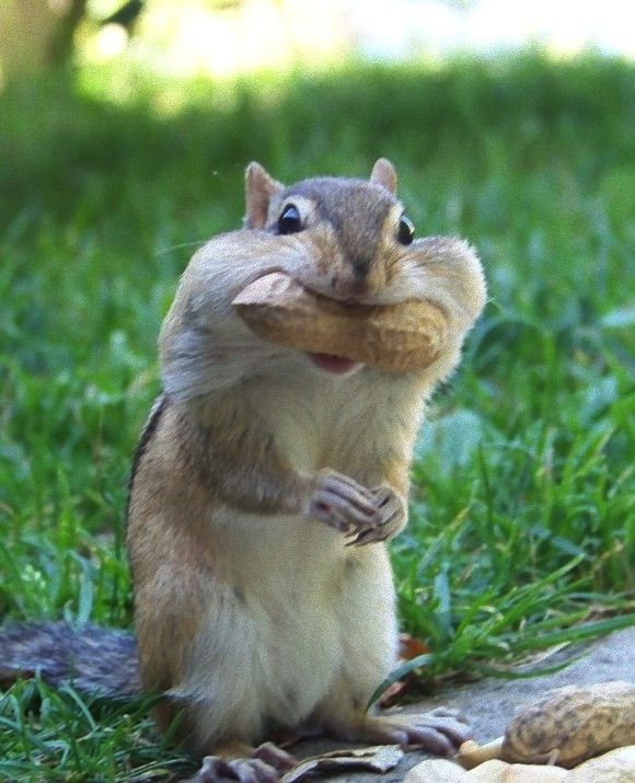 すべての動物の画像 ベスト50 リス 可愛い 画像 すべての動物の画像 ベスト50 リス 可愛い 画像