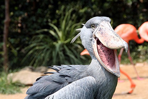 グレートライフ 厳つい顔と巨大なクチバシを持つ謎の怪鳥 ハシビロコウとは
