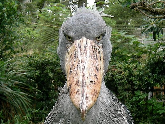 グレートライフ 厳つい顔と巨大なクチバシを持つ謎の怪鳥 ハシビロコウとは グレートライフ 厳つい顔と巨大なクチバシを持つ謎の怪鳥 ハシビロコウとは