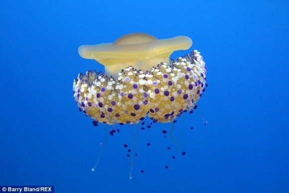 グレートライフ 何コレおいしそう まるで半熟卵のプリプリとろーりクラゲ フライドエッグクラゲ