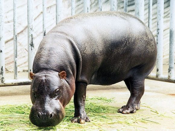 グレートライフ カバはカバだが世にも珍しいカバ コビトカバ グレートライフ カバはカバだが世にも珍しいカバ コビトカバ