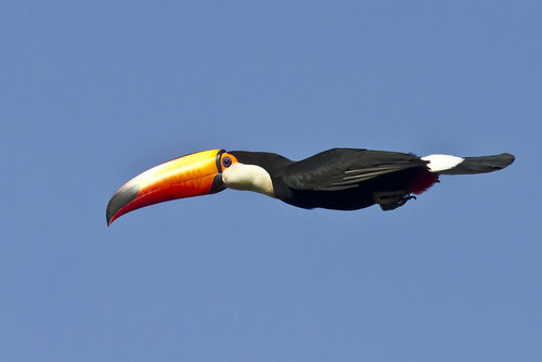 グレートライフ え 本当 こんな鳥がこの世に存在するの オオハシ の骨格が普通じゃないと海外が驚嘆 グレートライフ え 本当 こんな鳥がこの世に存在するの オオハシ の骨格が普通じゃないと海外が驚嘆