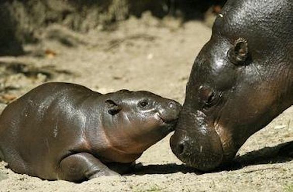 グレートライフ カバはカバだが世にも珍しいカバ コビトカバ