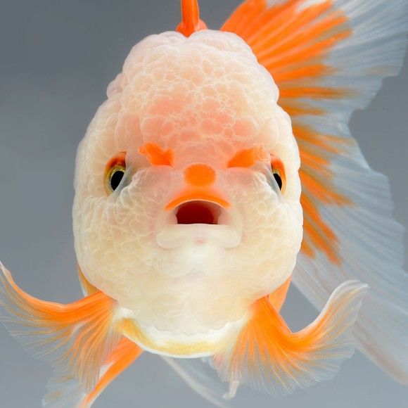 グレートライフ 金魚やベタはここまで美しい 驚嘆する淡水魚たちの魅惑の美しさ