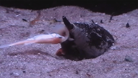 グレートライフ 海底の静かなる暗殺者 イモガイ が小魚を捕食するその瞬間がキモすごい グレートライフ 海底の静かなる暗殺者 イモガイ が小魚を捕食するその瞬間がキモすごい