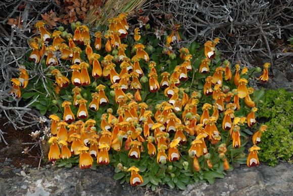 Calceolaria uniflora 600