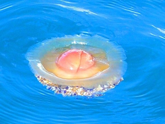グレートライフ 何コレおいしそう まるで半熟卵のプリプリとろーりクラゲ フライドエッグクラゲ グレートライフ 何コレおいしそう まるで半熟卵のプリプリとろーりクラゲ フライドエッグクラゲ