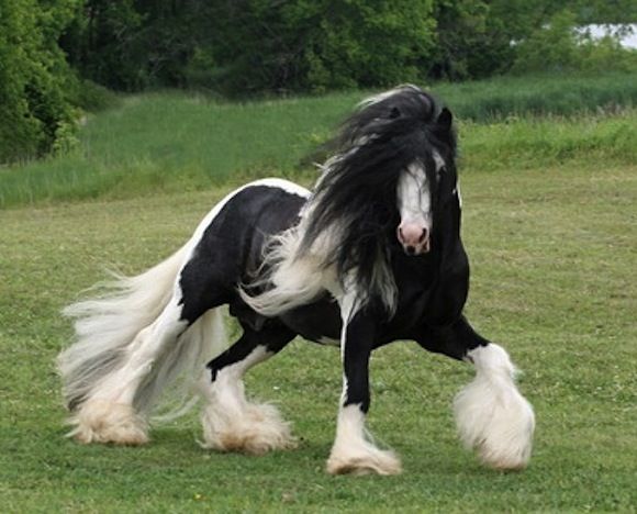 グレートライフ まるで神話にも登場しそうな神々しさ 謎のイケメン馬がカッコいい