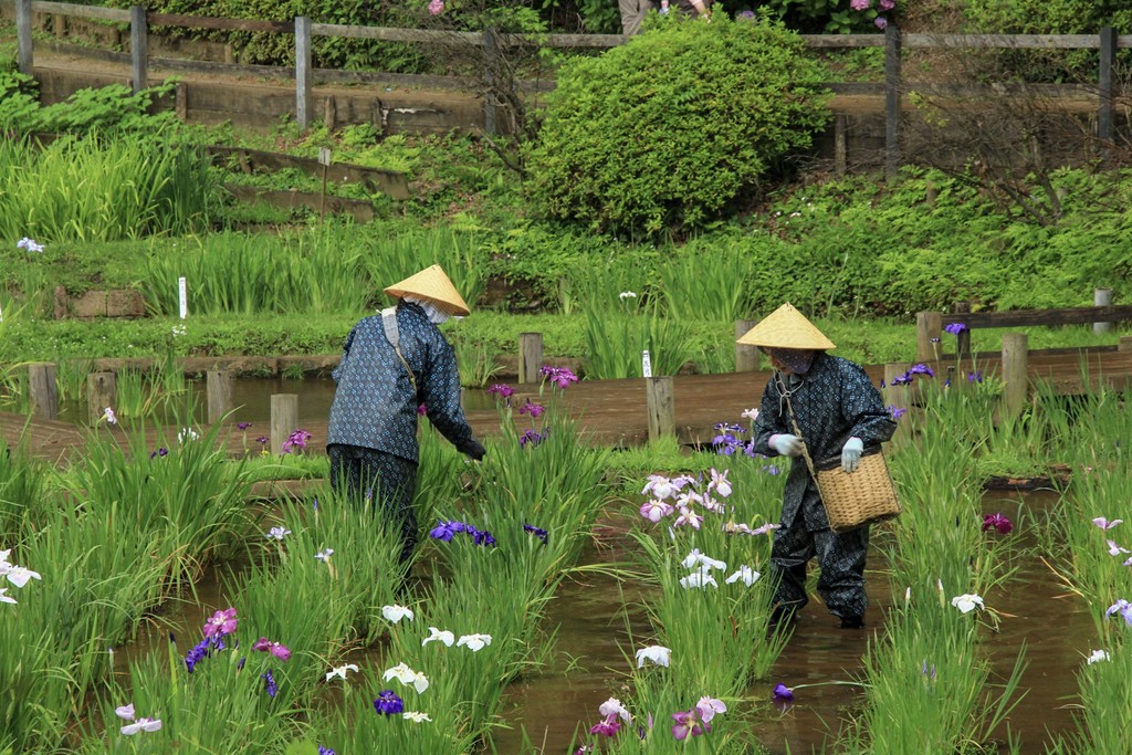 花摘み 晴れのち写心