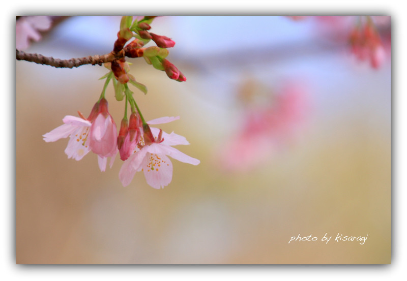 河津桜 晴れのち写心 河津桜 晴れのち写心