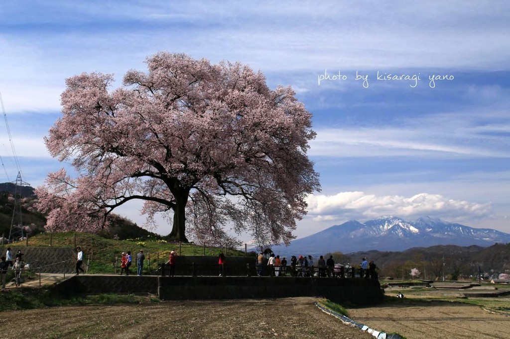 わに塚の桜 晴れのち写心 わに塚の桜 晴れのち写心