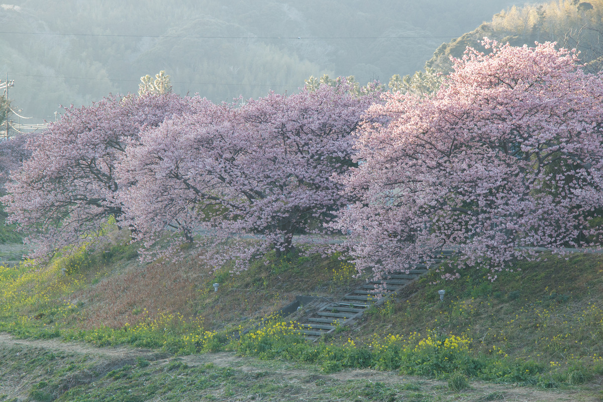 CF528F50-7D8C-4444-87E3-62C5EB30E6A8