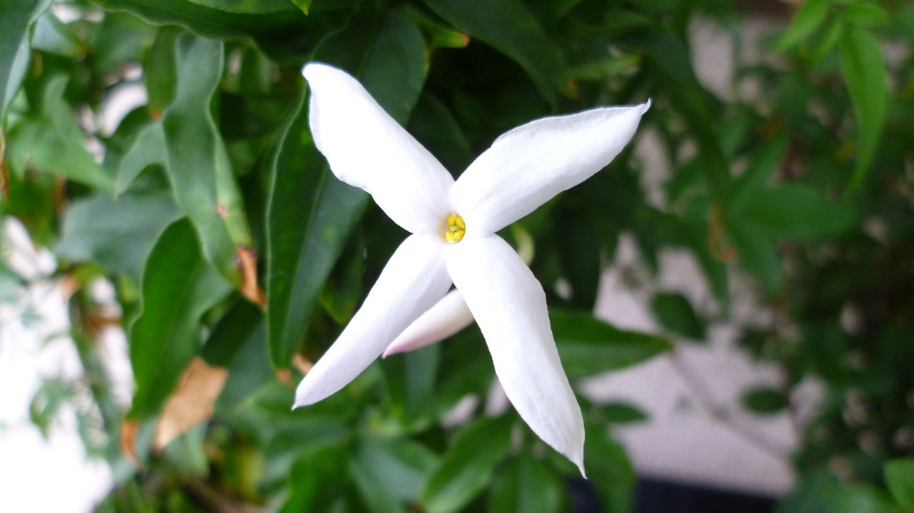 ６枚と４枚とアリ きれいなお花は好きですか