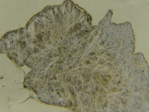 基材表層まで浸水を繰り返したようです