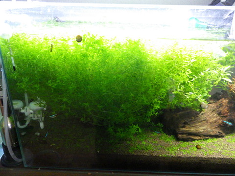 もっそり増えた！