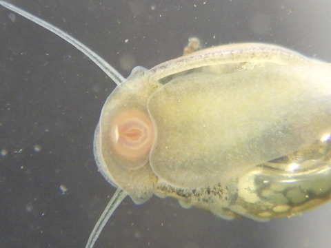 この口でガラスの苔を食べてくれます