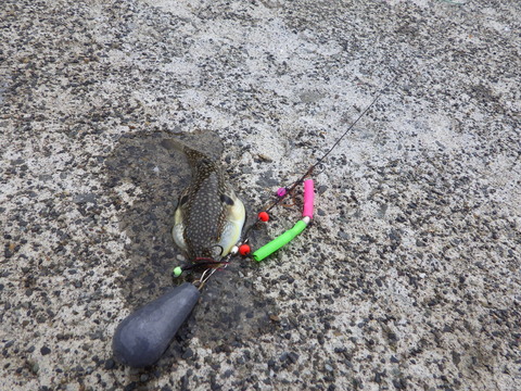 そしていつものクサフグ