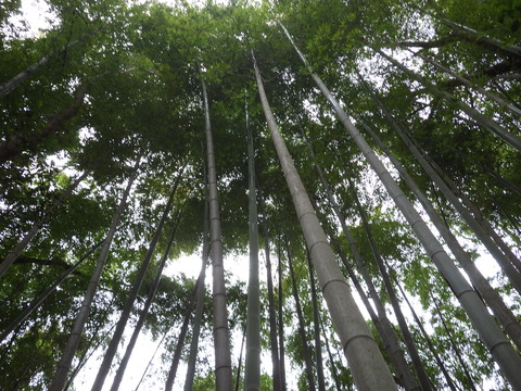 立派な竹林ですね