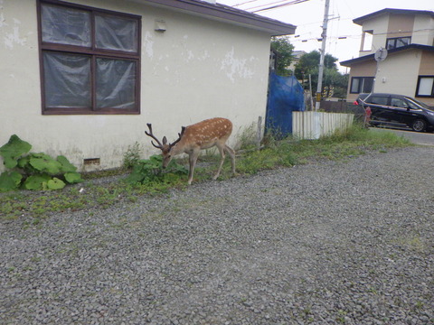 厚岸町の市街地に堂々と鹿が歩いている