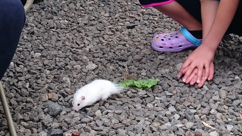 バイバ~イ!