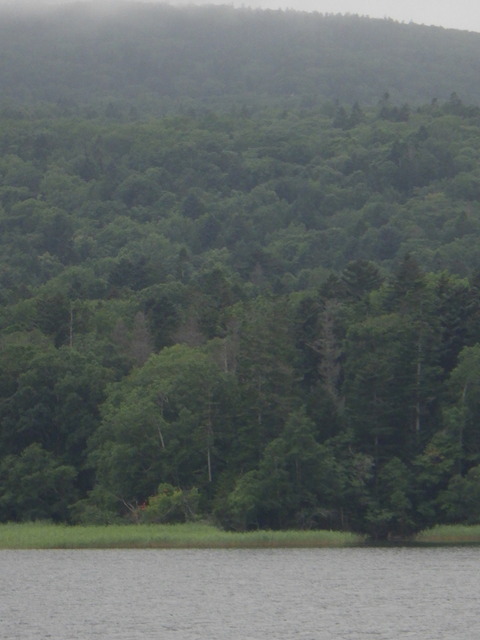 原生林？でいいのかな