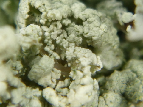 苔類か？菌類か？わかりません