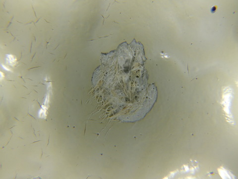 表層が細かく剥がれています