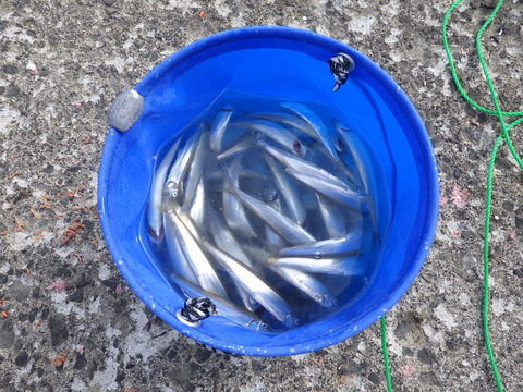 チカは大量でした