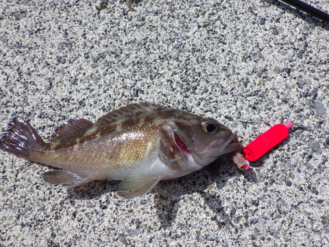 ガヤ（エゾメバル）小さい^^;