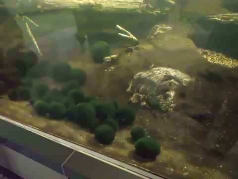 マリモが展示されています