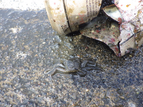 中からカニが！！