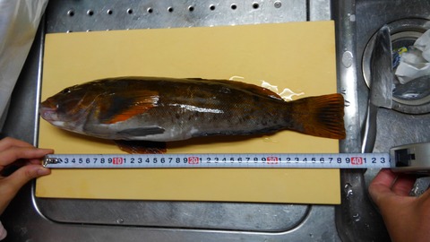 悔しいが３９ｃｍか！