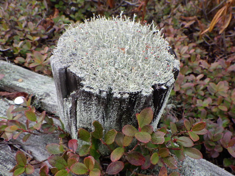 辺りには不思議な植物？が生えている