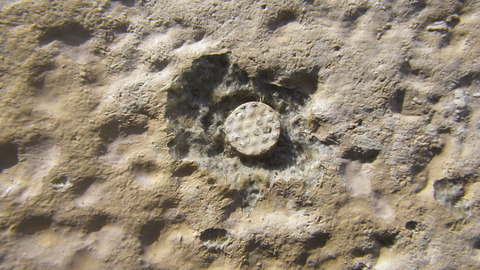 サイディング板の止め釘周りは特にひどい