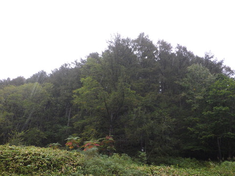 今日も雨が降っている