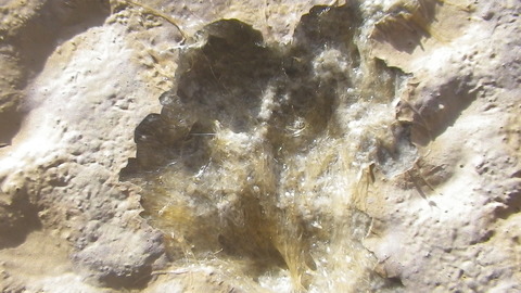 穴の中に詰まっていた粉化物を吹き飛ばした後