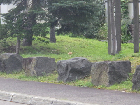 向かいの公園に何か違和感が